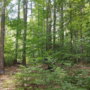 Using marteloscopes as training tool for conveying forest management practices – case example retention forestry