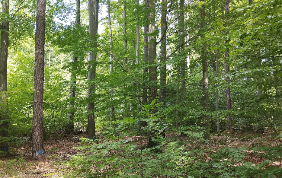 Using marteloscopes as training tool for conveying forest management practices – case example retention forestry