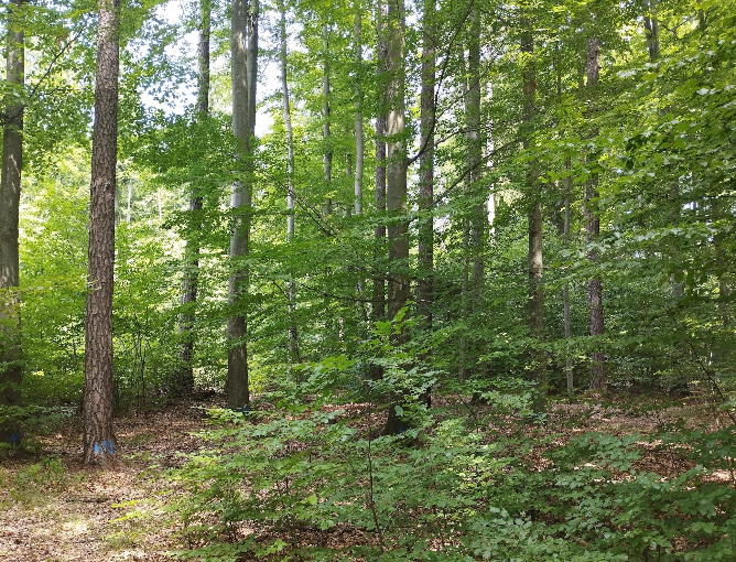 Using marteloscopes as training tool for conveying forest management practices – case example retention forestry