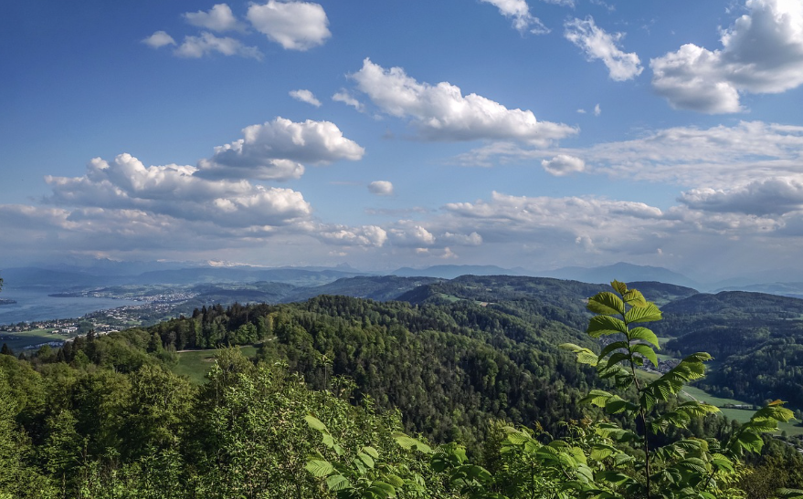 Forest and Zurich lake