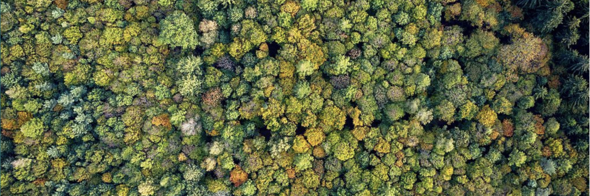 Balancing forestry and biodiversity conservation: “It’s important to showcase how things can work”