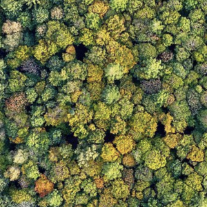 Balancing forestry and biodiversity conservation: “It’s important to showcase how things can work”