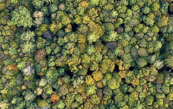 Balancing forestry and biodiversity conservation: “It’s important to showcase how things can work”