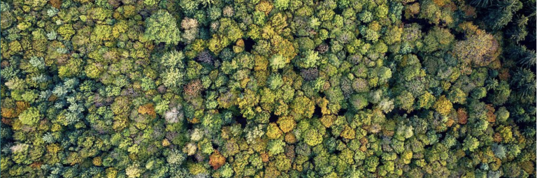 Balancing forestry and biodiversity conservation: “It’s important to showcase how things can work”