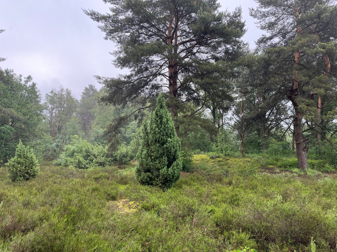 Integrated forest management: Harmonizing ecology, economy, and communities