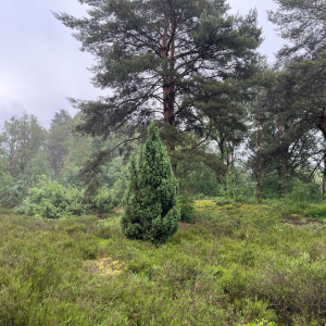 Integrated forest management: Harmonizing ecology, economy, and communities