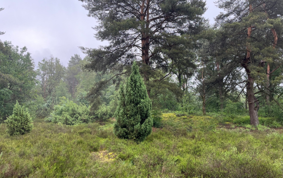 Integrated forest management: Harmonizing ecology, economy, and communities