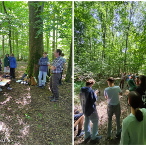“Off we go to the forest!” – Ecological lessons in a German marteloscope