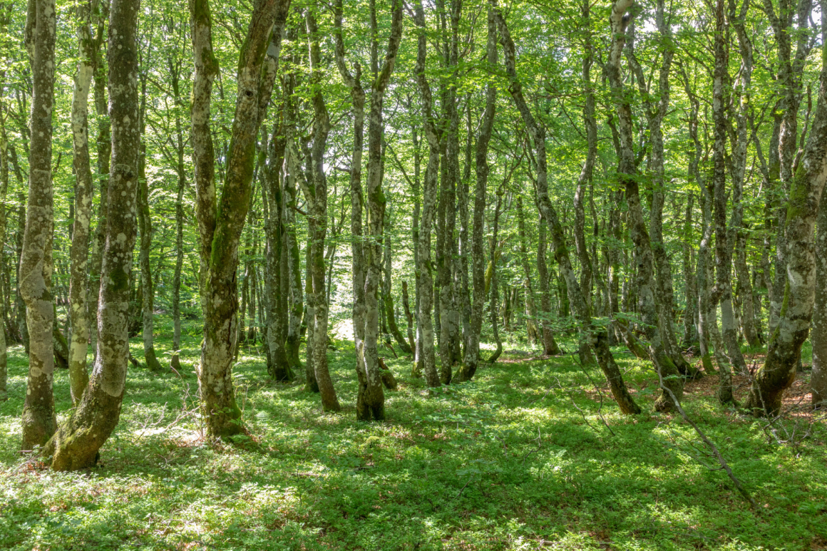 Local voices shape forest future: Auberive case study