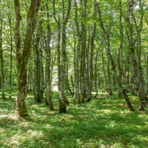 Local voices shape forest future: Auberive case study