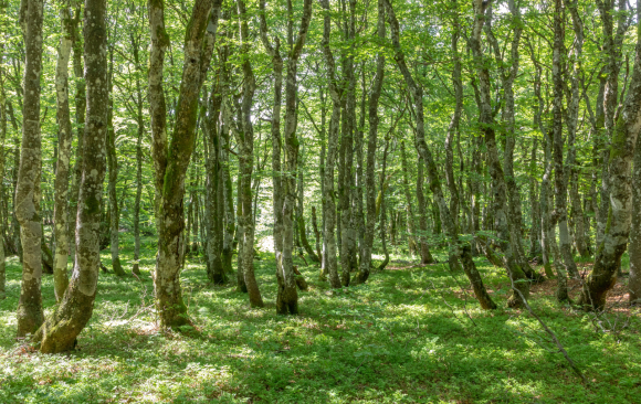 Local voices shape forest future: Auberive case study