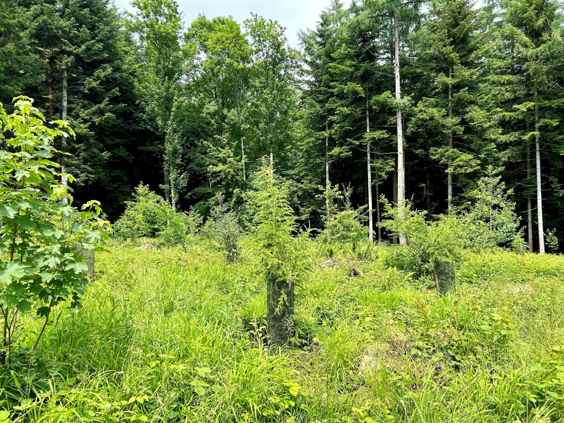 Applications Open: Summer School – Forests for the Future