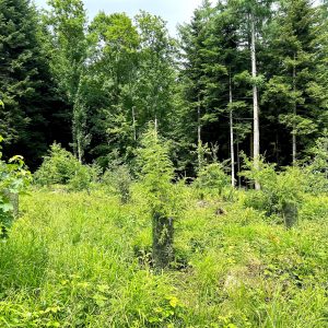 Applications Open: Summer School – Forests for the Future