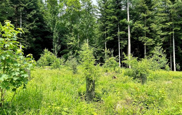 Applications Open: Summer School – Forests for the Future