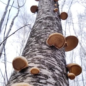 Birch tree and biodiversity