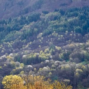 New Publication features Integrate Network – Forest Management in an Uncertain Future: The Role of Tree Diversity