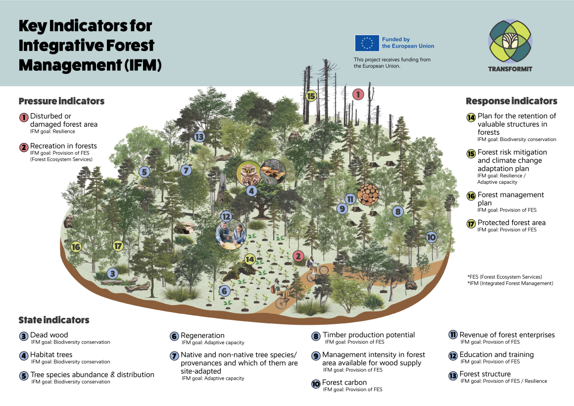 Transforming Forests into Futures along 17 Key Indicators