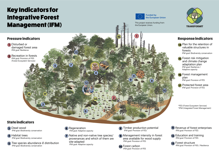 Transforming Forests into Futures along 17 Key Indicators