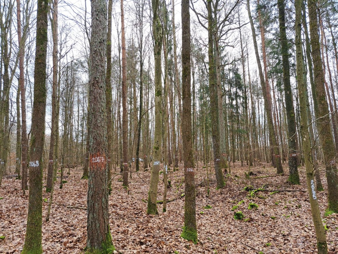 SimInForest Project – building an innovative approach to link marteloscope exercises to simulation models
