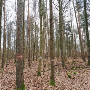 SimInForest Project – building an innovative approach to link marteloscope exercises to simulation models