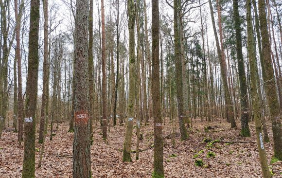 SimInForest Project – building an innovative approach to link marteloscope exercises to simulation models