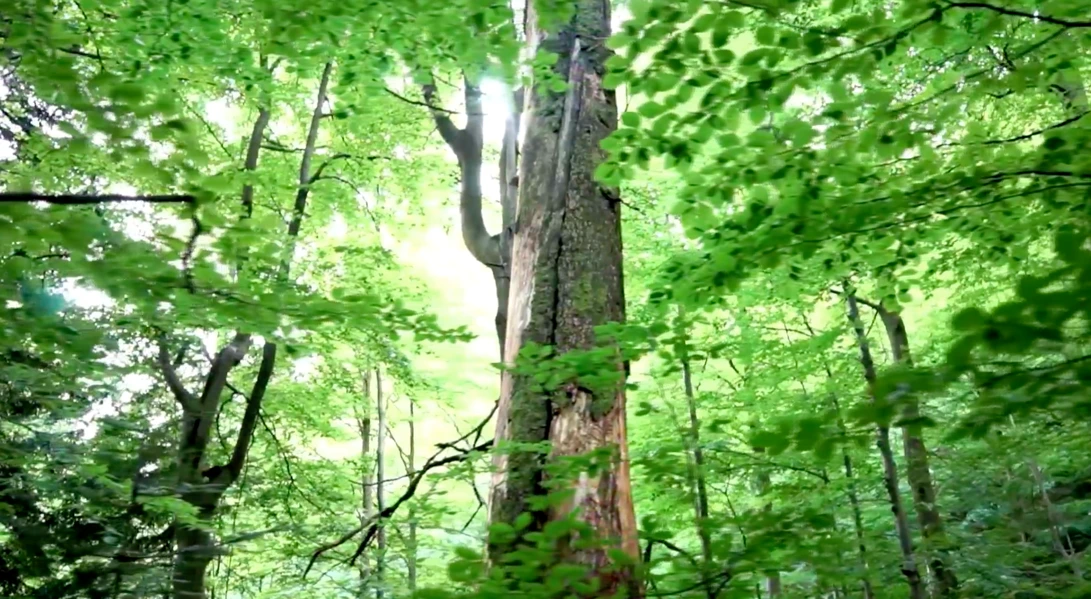 background video