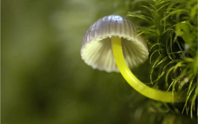 Video Wise use of our forests