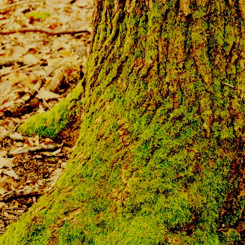 Tree with moss
