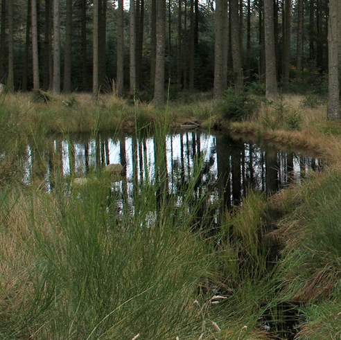 Lake and trees