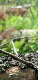 land forest