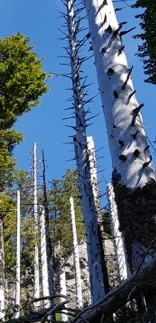 Trees