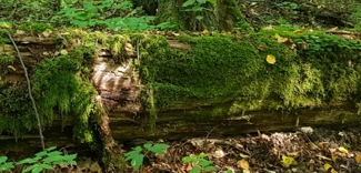 fallen trunk in a forest