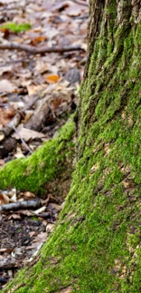 mossy trunk