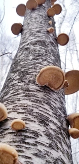 tree with mushrooms