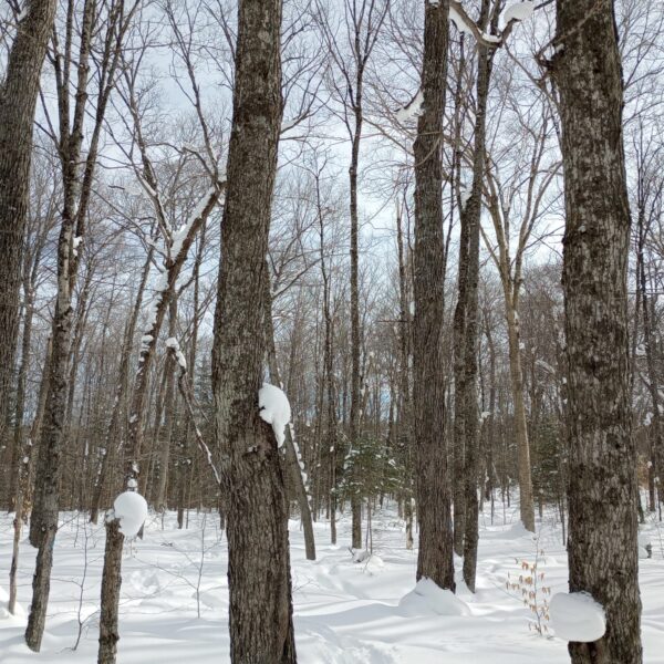 Marteloscope Network reaches North America: First demonstration site in Ontario, Canada!