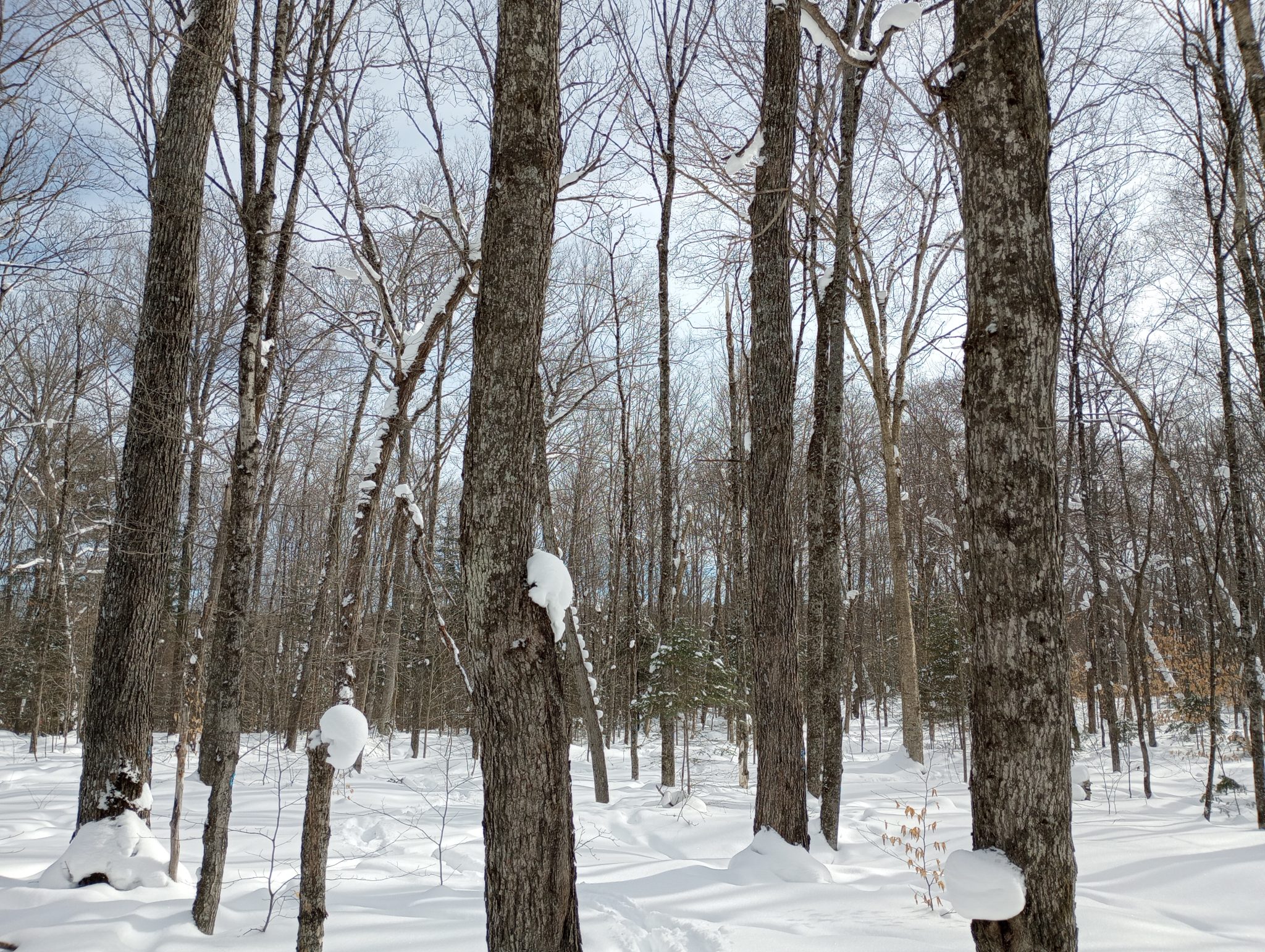Marteloscope Network reaches North America: First demonstration site in Ontario, Canada!