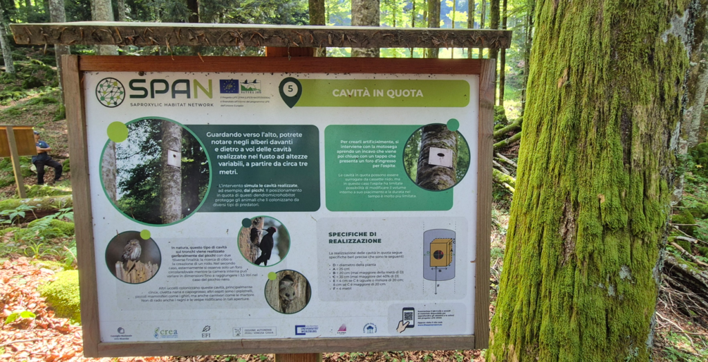 Insights from Cansiglio: A successful final conference of the LIFE SPAN project