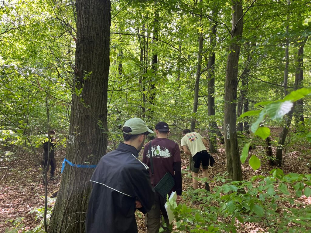 Successful Premiere in the Marteloscope Teaching and Learning Site in Tharandt Forest